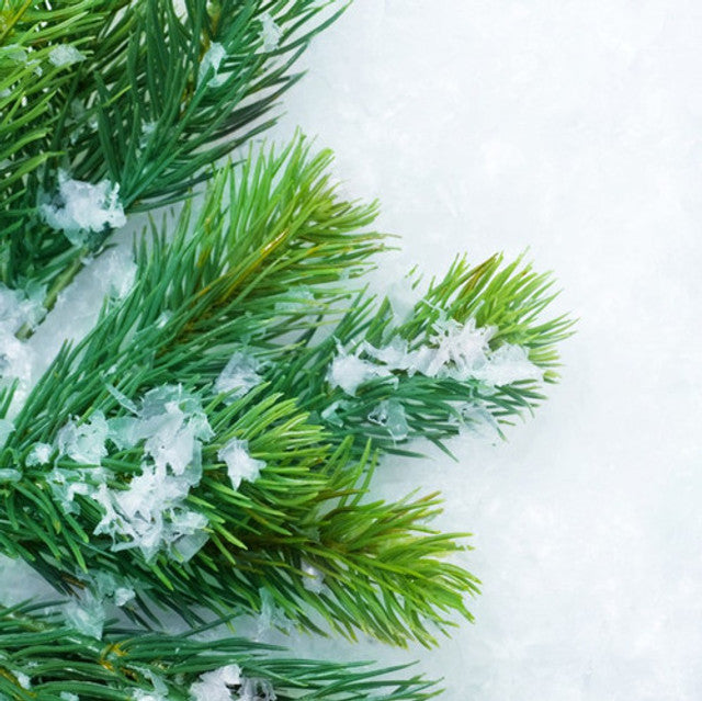 Balsam Fir