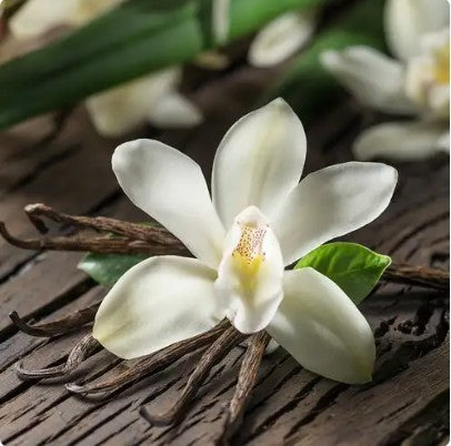 Vanilla Orchid---Limited Inventory
