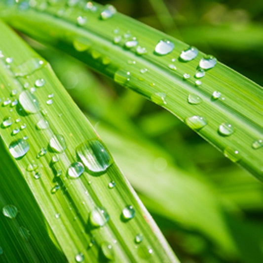 Lemongrass