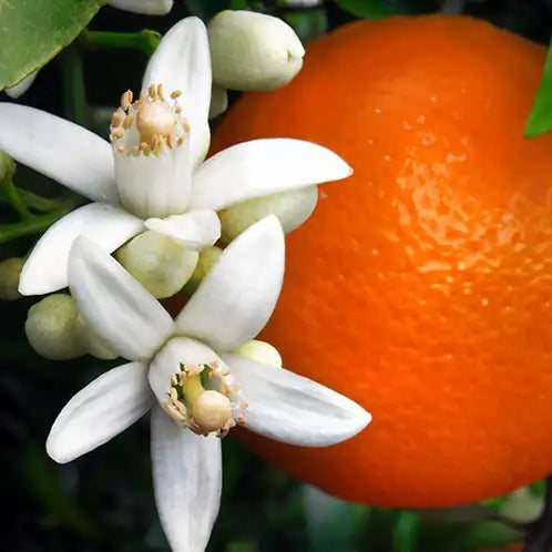 Orange Blossom---Limited Inventory