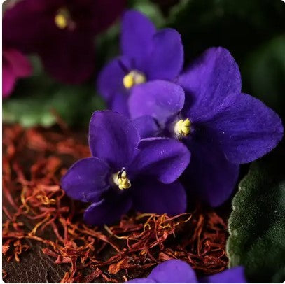 Black violet and saffron