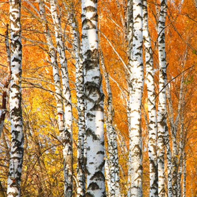 Crackling Birch