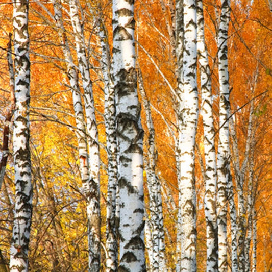 Crackling Birch