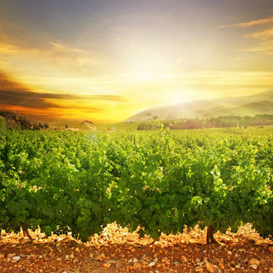 Napa Valley Sunset