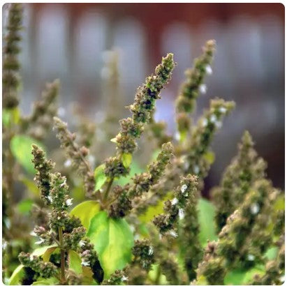 Patchouli---Limited Inventory