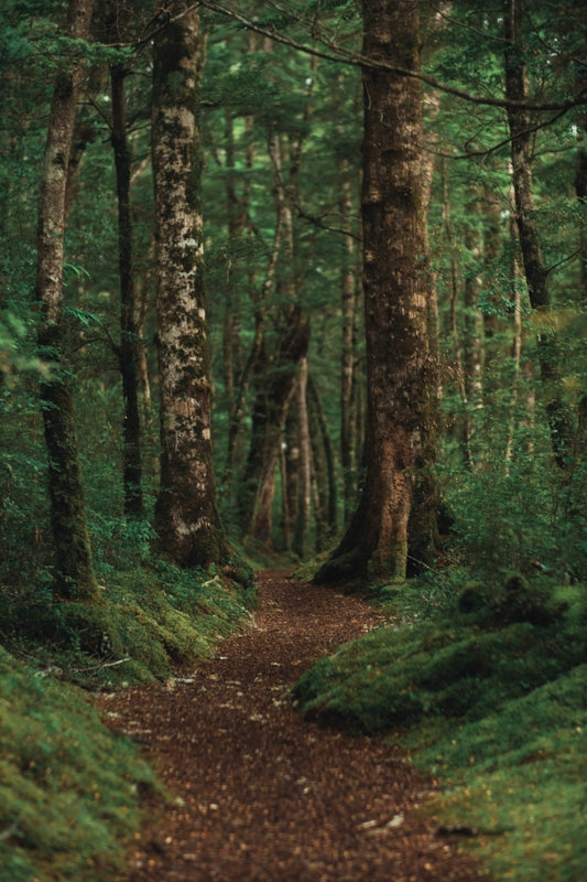 Woodland leaves and earth