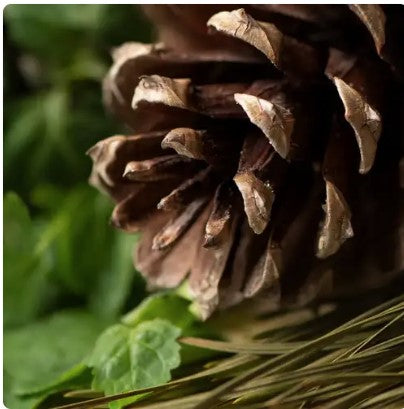 Sugar Pine and Patchouli---Limited Inventory